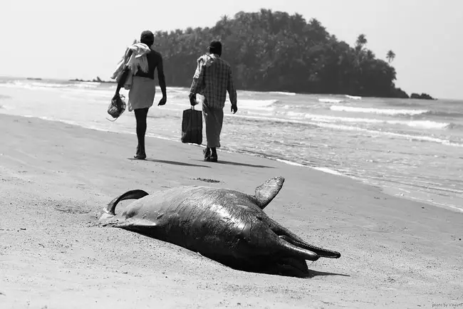 dead-dolphin.jpg
