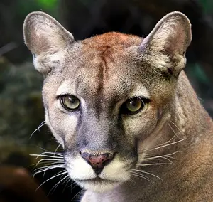 What are some facts about the Florida panther?