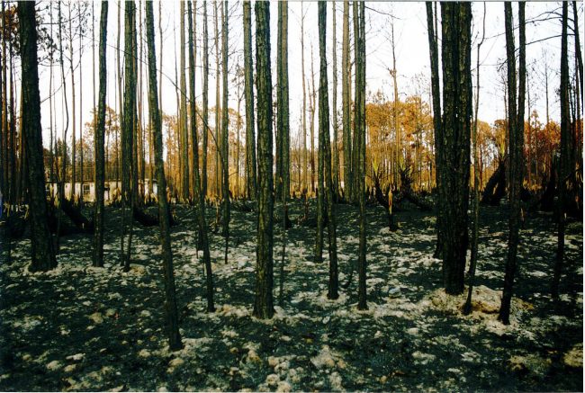 An image from the 1998 wildfires that caused a total evacuation of Flagler County. The Florida Forest Service is =marking the fires' 20th anniversary. (Bob Pickering, Flagler County Emergency Management)