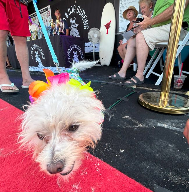 A Costume Contest canine checks out the stage before the peering eyes of the judges. (© FlaglerLive)