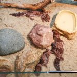 African fat-tailed geckos. (Wikimedia Commons)