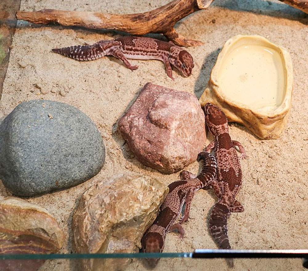African fat-tailed geckos. (Wikimedia Commons)