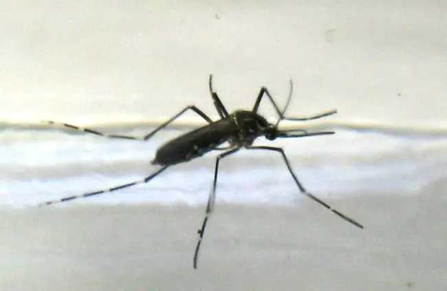 The Chikungunya virus (CHIKV) is spread through the bite of an infected mosquito, similar to West Nile and dengue viruses. 