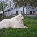 A Great Pyrenees, unrelated to the dog killed Thursday. (Thomas Aiko)