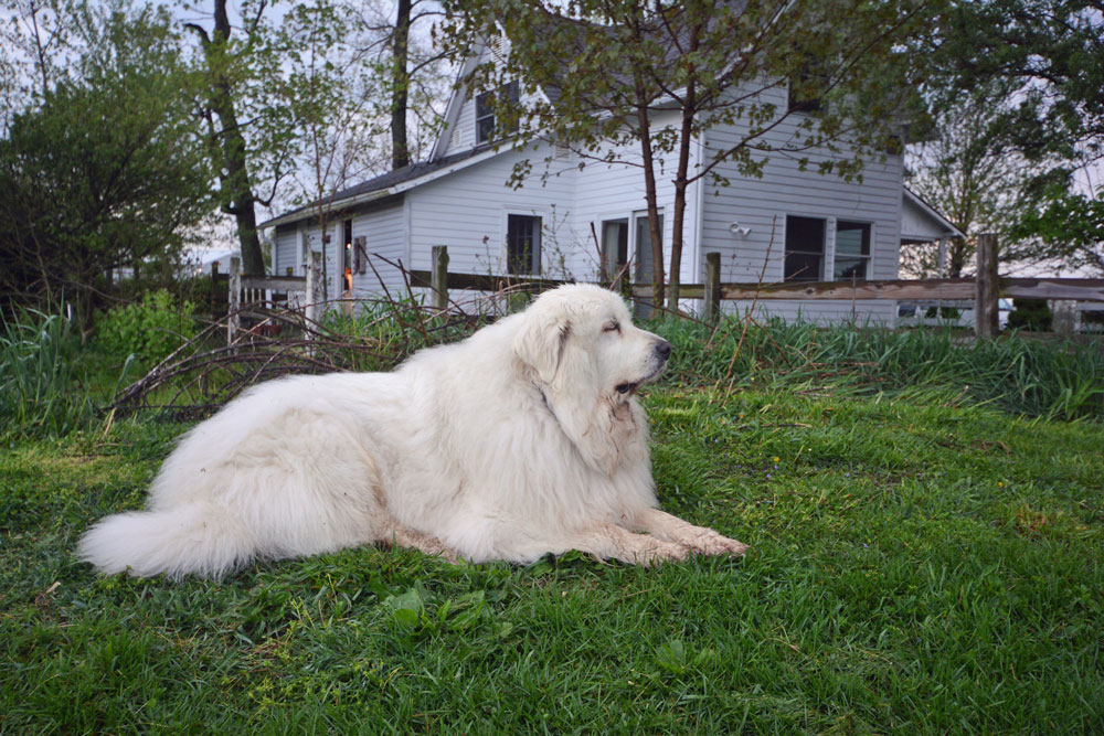 angry great pyrenees