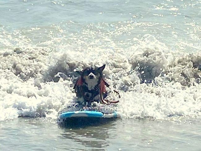 Oliver, owned by Michael and Annie Morrissey of Palm Coast, concludes a successful ride during the 4th Hang 8 Dog Surfing Extravaganza held Saturday May 17 south of the Flagler Beach Pier. Photo by Michelle Davidson