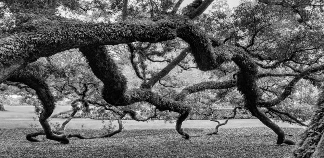 'Oak's Embrace,' by Will Abair. Click on the image for larger view. 