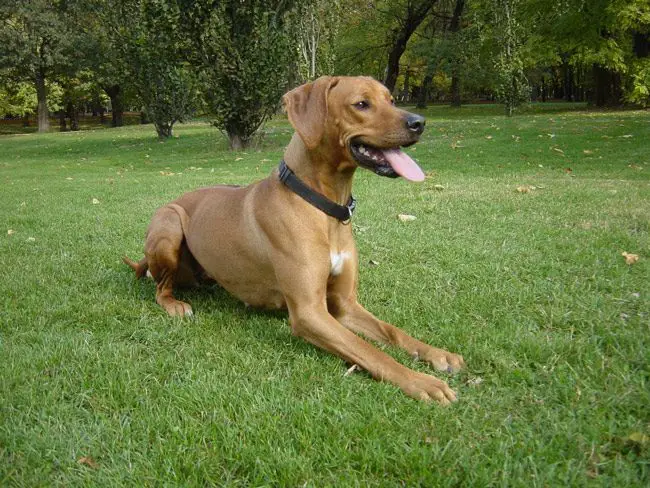 Rhodesian Ridgebacks were bred to be hunters and guard dogs. 