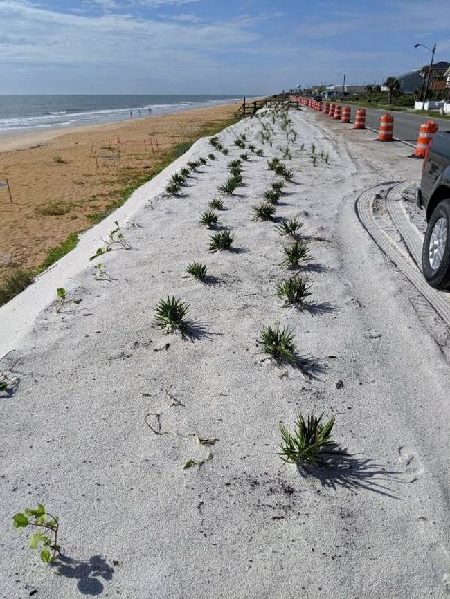 plants on a1a