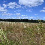 The acreage in Palm Coast's Town Center that will be transformed into a data center. (© FlaglerLive)