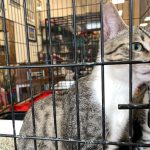 palm coast community cats tnr