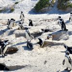 Nesting burrows of the African penguin, Boulders Beach (Wikimedia Commons)