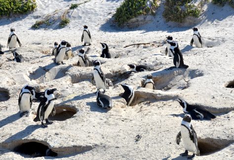Nesting burrows of the African penguin, Boulders Beach (Wikimedia Commons)