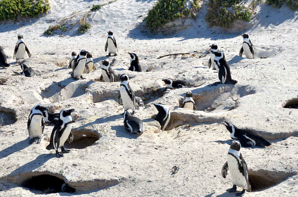 Nesting burrows of the African penguin, Boulders Beach (Wikimedia Commons)