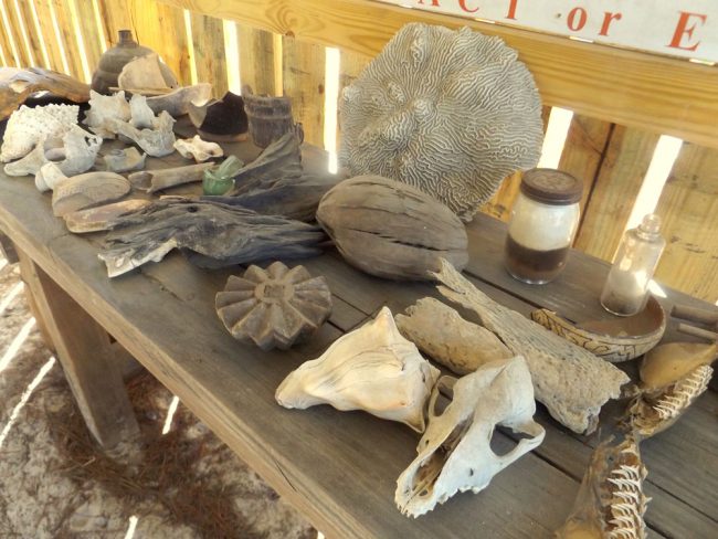 Participants in Dirt Detectives, a program offered by the Florida Agricultural Museum’s new complex, the Old Florida Museum, will be treated to hands-on exploration of skulls, bones, Indian pottery, ancient seashells and other artifacts. (© FlaglerLive)