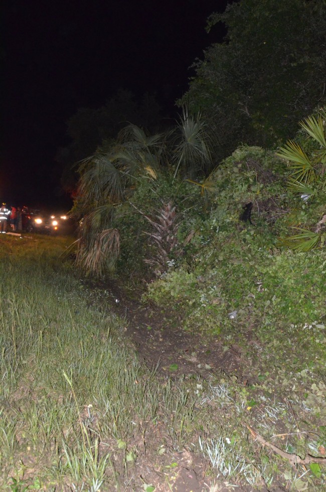 The Hyundai struck a gash and went airborne over a palm tree and other brush, landing on the other side of the palm tree. Click on the image for larger view. (© FlaglerLive)