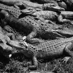 The American alligator has meant many things to Americans, at times prized for its hide, adopted as a mascot and weaponized as a slur.