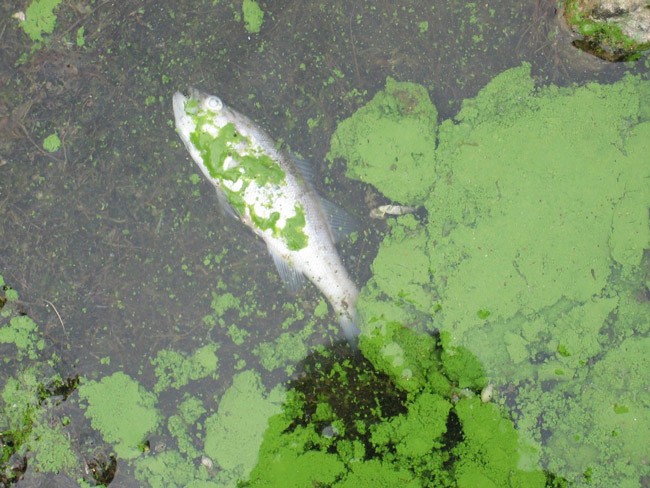 algal blooms