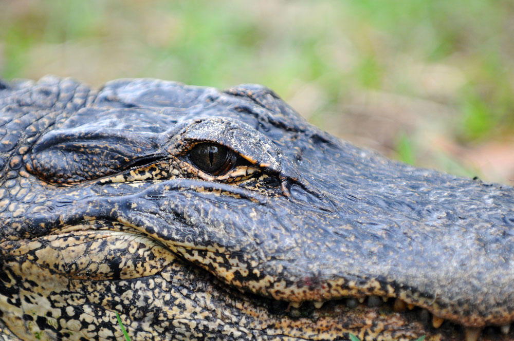 alligators feed