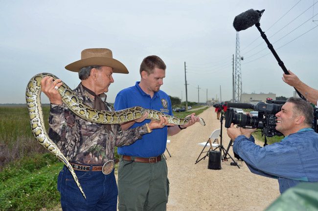 An anaconda's 15 minutes of fame. (Florida Fish and Wildlife)