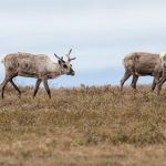 Teshekpuk caribou graze in the National Petroleum Reserve-Alaska. Bob Wick/BLM, CC BY