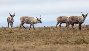 Teshekpuk caribou graze in the National Petroleum Reserve-Alaska. Bob Wick/BLM, CC BY