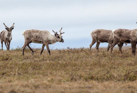 Teshekpuk caribou graze in the National Petroleum Reserve-Alaska. Bob Wick/BLM, CC BY
