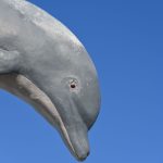 Dolphins are about to blow a hole in Marineland's budget.