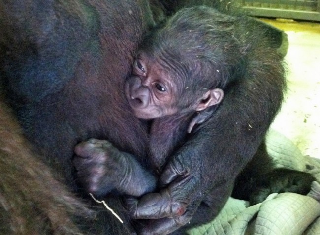 The first baby gorilla in the Jacksonville Zoo's history was born to mother Bulera and father Lash. Click on the image for larger view. (Lynde Nunn)