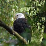 A bald eagle with Florida citizenship. (FWC)