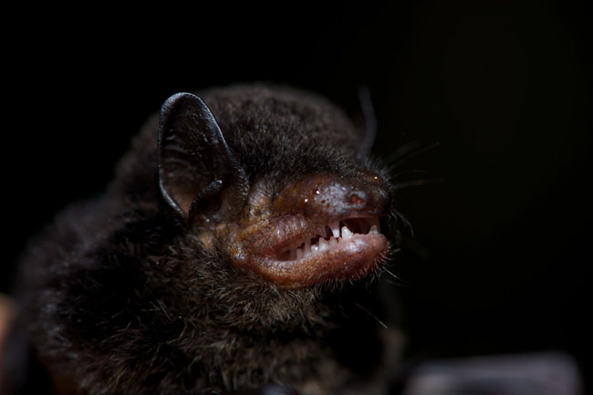Cuddly fangs: Florida is home to 13 resident bat species. (Roger Le Guen)