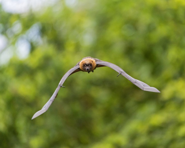 marineland bats moths