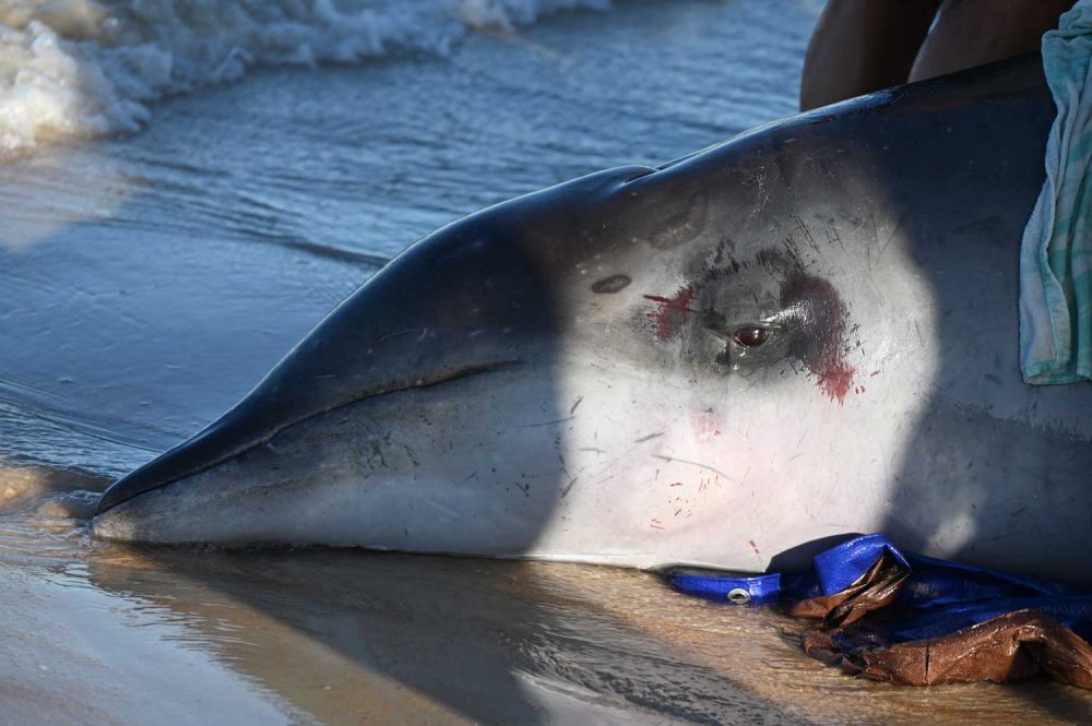 The beaked whale, striated and exhausted, in its final hours in the surf in Flagler Beach late this afternoon. (© FlaglerLive)