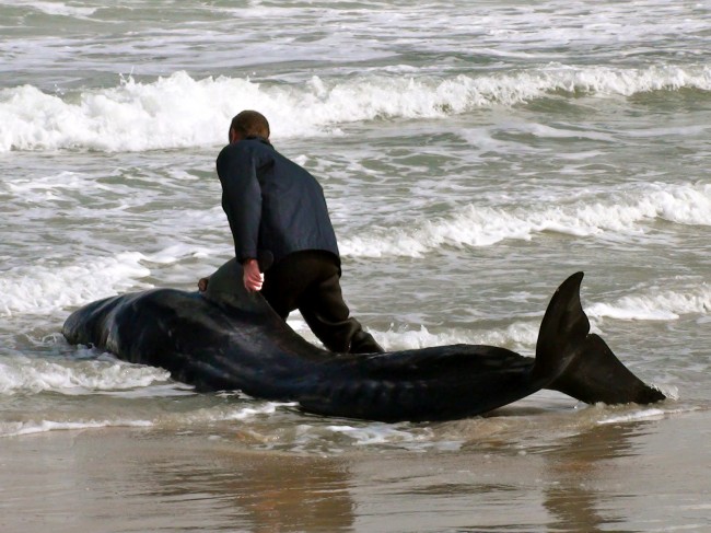 beached pilot whales marineland christine sullivan 