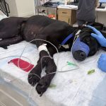 Bear at the animal hospital. (SMART)