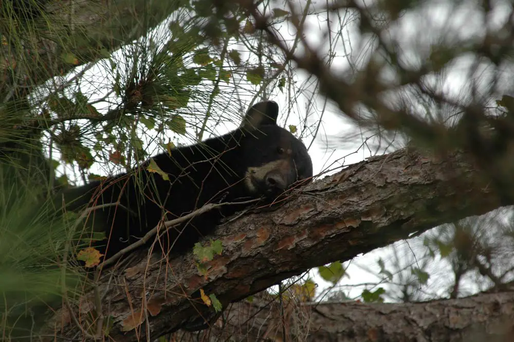 A bear at rest. (FWC)