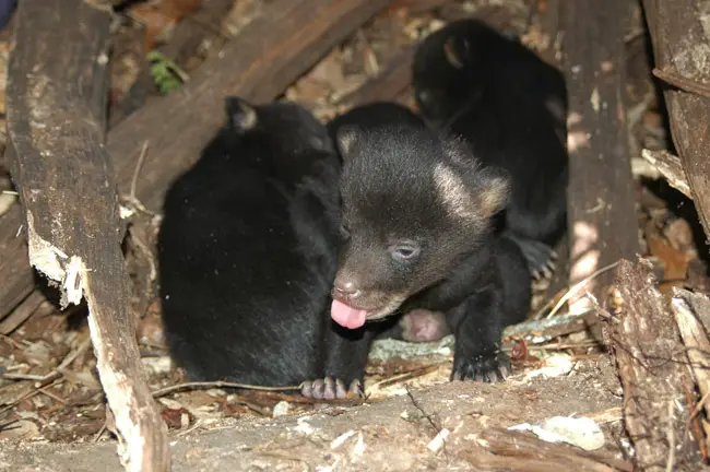 Florida black bear cubs, in 2004, would be old enough to shoot now. (FWC)