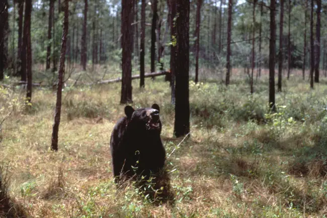 A bear in a Florida forest. (FWC)