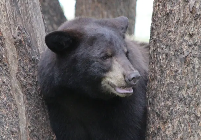 black bear florida hunt