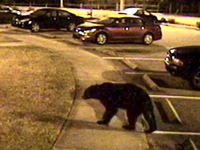 bears palm coast