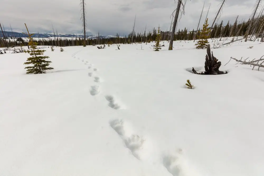 Fresh grizzly bear tracks in Yellowstone National Park. Jacob W. Frank, NPS/Flickr