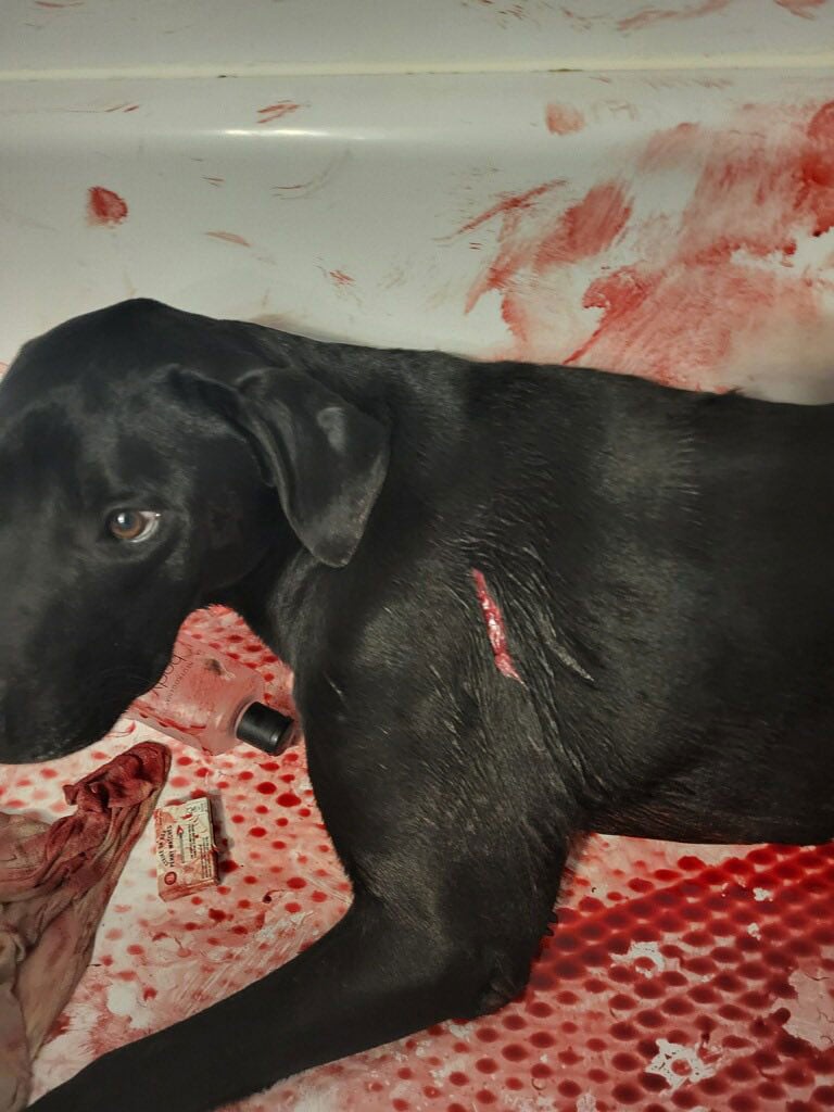 Bear in the bathroom, where he had retreated. (SMART)