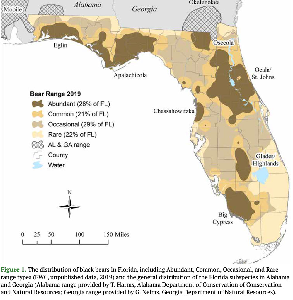 Bear Management Strategies In Florida Forests Include Shooting And