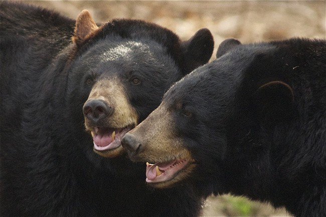 florida bear hunt