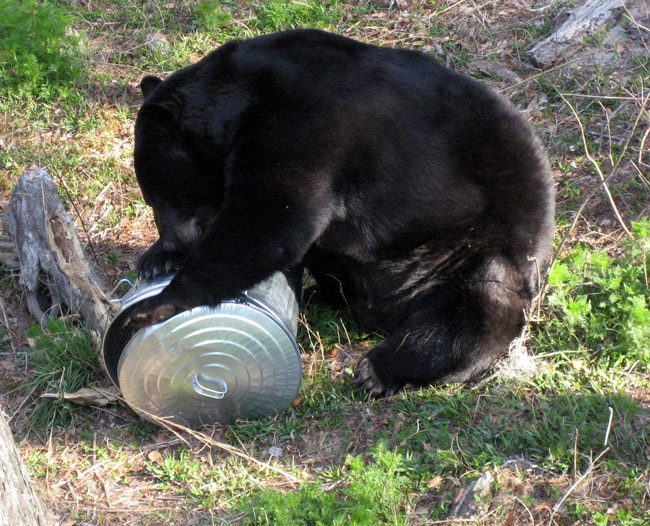 bears palm coast florida