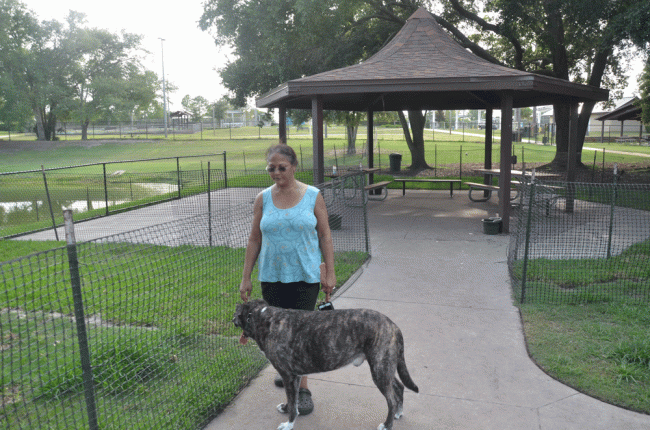 "And now all this is wasted space. No common sense. No common sense," says Emily berke of the fencing that cut off a majority of the dog park as officials test the pond's waters. She stood near the gazebo, wrapped in fencing designed for a different purpose: to protect newly sodded grounds. Click on the image for larger view. (© FlaglerLive)
