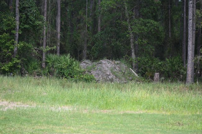 The berm in the northeast corner of the property. The house where the boy was shot is northeast of the berm, halfway up the wooded block. (© FlaglerLive)