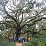 At Washington Oaks Gardens State Park in Flagler County. (© FlaglerLive)