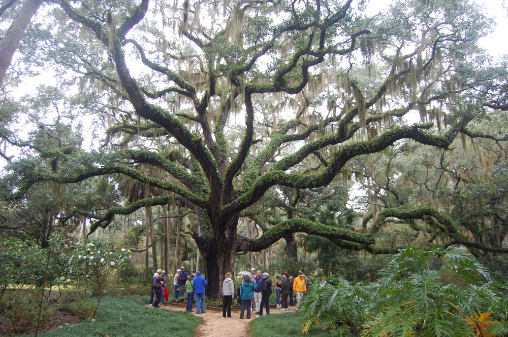 At Washington Oaks Gardens State Park in Flagler County. (© FlaglerLive)