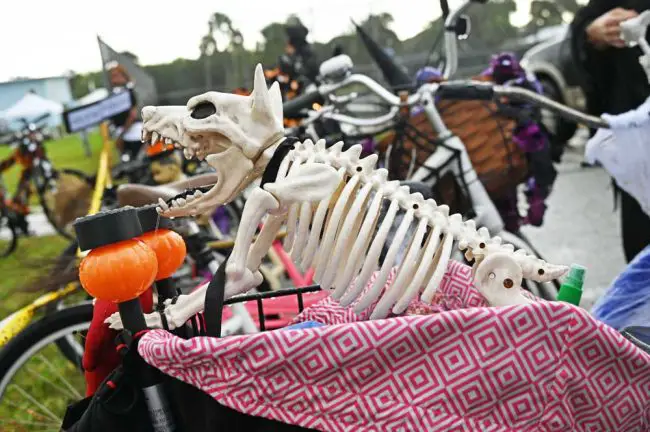 One of the witches' bike companions. (© FlaglerLive)